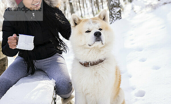 Lächelnde Frau  die eine Kaffeetasse hält und auf einer Bank neben einem Akita-Hund im Schnee sitzt