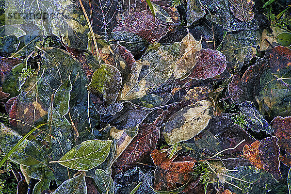 Gefallene Herbstblätter  bedeckt mit Frost