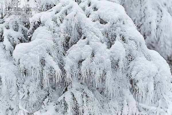 Gefrorene Tanne im Wald im Winter