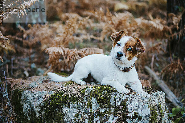 Niedlicher kleiner Hund auf einem Felsen im Herbstwald liegend