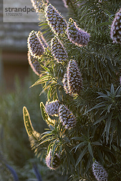 Pflanze mit violetten Blüten im Nachmittagssonnenlicht