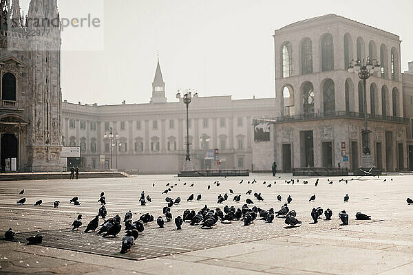 Tauben auf der ruhigen Piazza del Duomo während des Covid-19 Lockdown 2020  Mailand  Italien