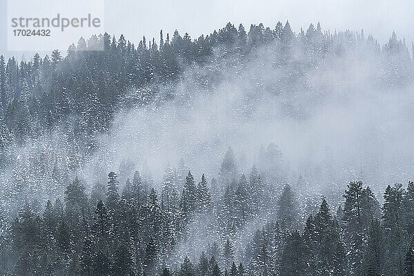 USA  Idaho  Cascade  Wolken und Nebel über Wald in Cascade Range