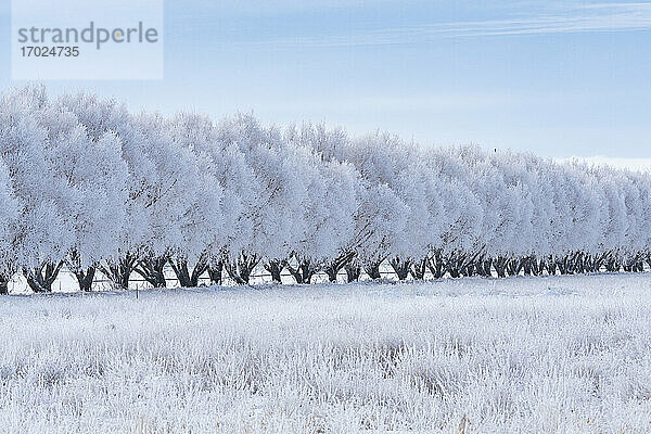 USA  Idaho  Bellevue  Winterlandschaft mit Reihe von vereisten Bäumen