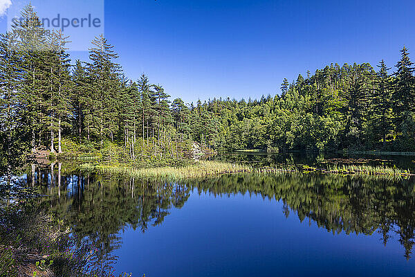 Loch Ard  Loch Lomond and Trossachs National Park  Schottland  Vereinigtes Königreich  Europa