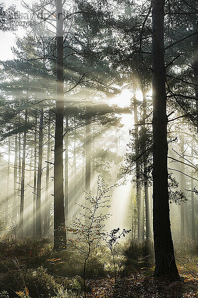 Sonnenstrahlen brechen durch den Nebel in einem Wald aus Waldkiefern  Newtown Common  Hampshire  England  Vereinigtes Königreich  Europa