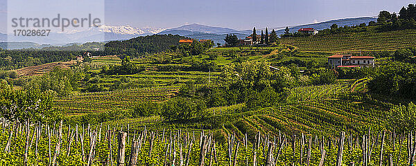 Weinberg von Goriska Brda mit Bergen im Hintergrund  Goriska Brda (Gorizia Hills)  Slowenien  Europa