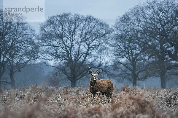 Rothirsch (Cervus elaphus) im Richmond Park  London  England