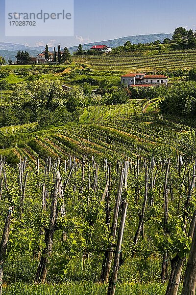 Slowenische Landschaft und Weinberge und die Bergstadt Medana  Goriska Brda (Gorizia Hills)  Slowenien  Europa