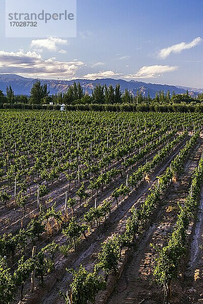 Weinberge im Resort Club Tapiz  einer Bodega (Weinkellerei) im Gebiet Maipu in Mendoza  Provinz Mendoza  Argentinien