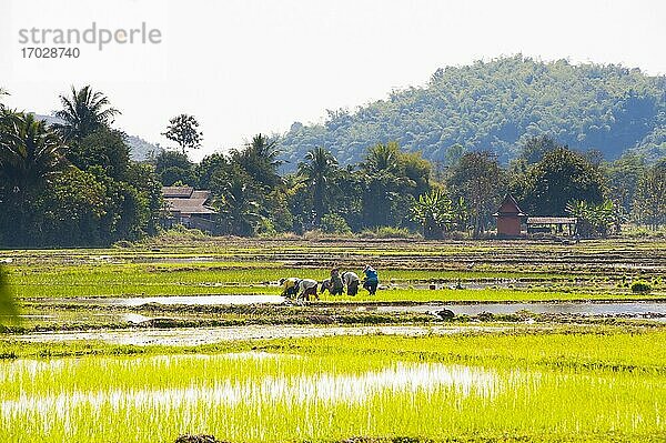 Der Lahu-Stamm pflanzt Reis in den Reisfeldern rund um Chiang Rai  Thailand. Chiang Rai liegt in den Bergen im Norden Thailands. Aufgrund der atemberaubenden Landschaft und der Reisfelder in der Umgebung ist es ein beliebter Ort für Touristen  die an einer Wanderung zu traditionellen Stämmen wie dem Akha-Stamm  dem Lahu-Stamm und dem Hmong-Stamm teilnehmen. Chiang Rai bietet nicht nur die Möglichkeit  die Dorfbewohner bei der Reisernte in den Reisfeldern zu begleiten  sondern auch viele andere Sehenswürdigkeiten wie buddhistische Tempel und Märkte.