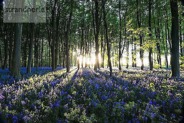 Blauglockenwälder im Frühling  Oxford  Oxfordshire  England  Vereinigtes Königreich  Europa