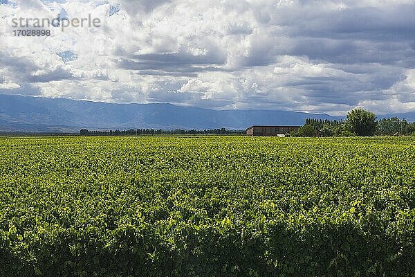 Weinberge im Uco-Tal (Valle de Uco)  einer Weinregion in der Provinz Mendoza  Argentinien