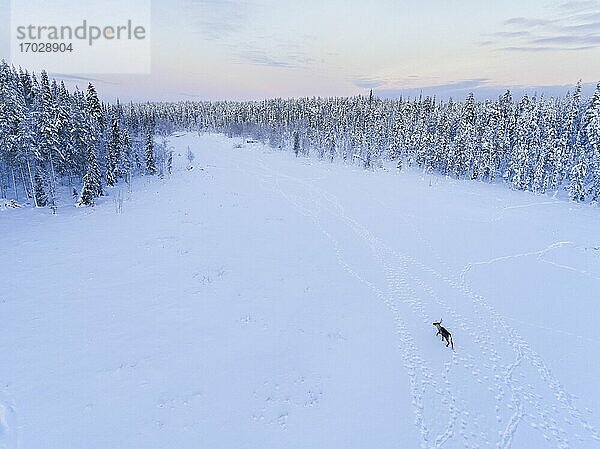 Rentiere zu Weihnachten in der eiskalten  schneebedeckten Winterlandschaft in Lappland in Finnland Drohne