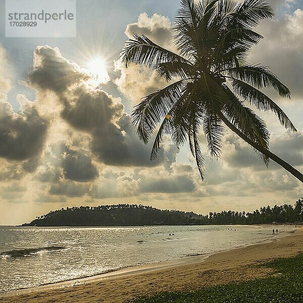 Mirissa Beach bei Sonnenuntergang  Sonnenstern hinter einer Palme an der Südküste Sri Lankas  Südprovinz  Asien