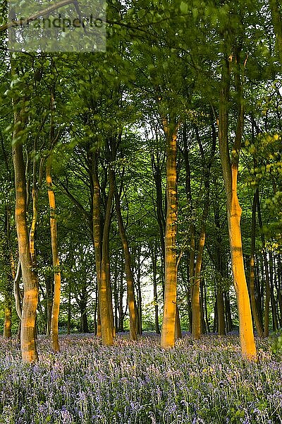 Blauglockenwälder im Frühling  Oxford  Oxfordshire  England  Vereinigtes Königreich  Europa