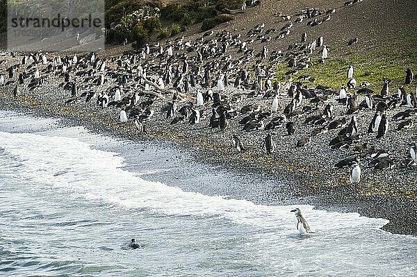 Magellanpinguine (Spheniscus magellanicus) auf der Insel Martilla im Beagle-Kanal bei Ushuaia  Feuerland  Patagonien  Argentinien