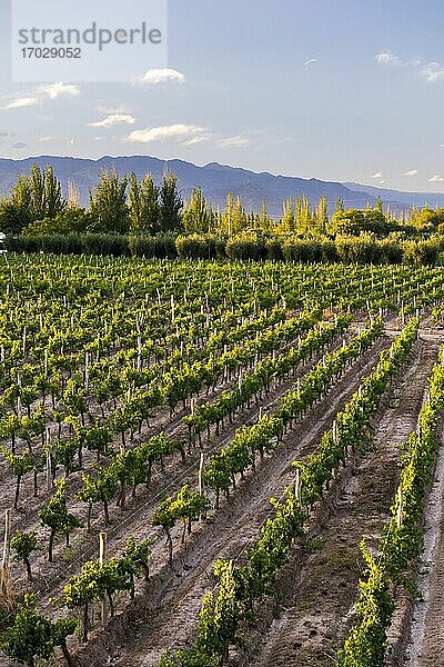 Weinberge einer Bodega (Weinkellerei) im Gebiet Maipu in Mendoza  Provinz Mendoza  Argentinien