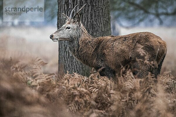 Rothirsch (Cervus elaphus) im Richmond Park  London  England