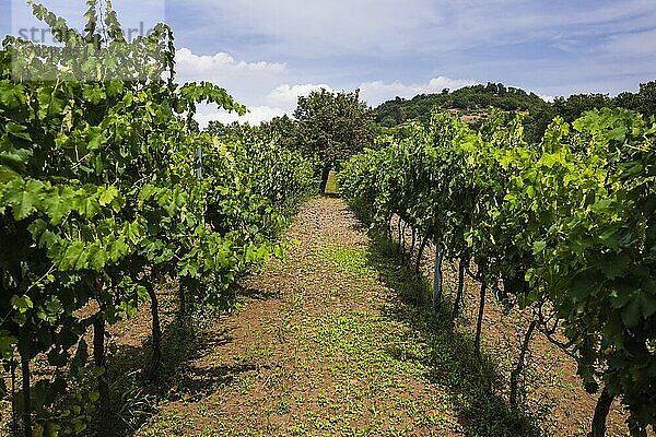 Weinberg auf einem Weingut auf dem Vulkan Ätna  Sizilien  UNESCO-Welterbe  Italien  Europa. Dies ist ein Foto eines Weinbergs in einem Weingut auf dem Vulkan Ätna  Sizilien  UNESCO-Welterbe  Italien  Europa.