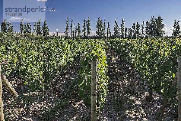 Weinberge im Resort Club Tapiz Boutique Hotel  einer Bodega (Weinkellerei) und Unterkunft im Maipu-Gebiet von Mendoza  Provinz Mendoza  Argentinien