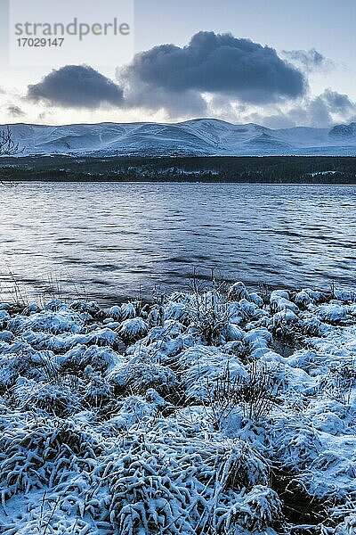 Loch Morlich im Schnee im Winter  Glenmore  Cairngorms National Park  Schottland