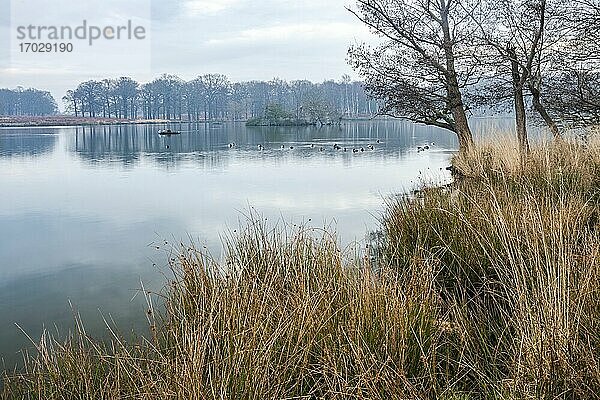 Pen Ponds  die Seen im Richmond Park  London  England