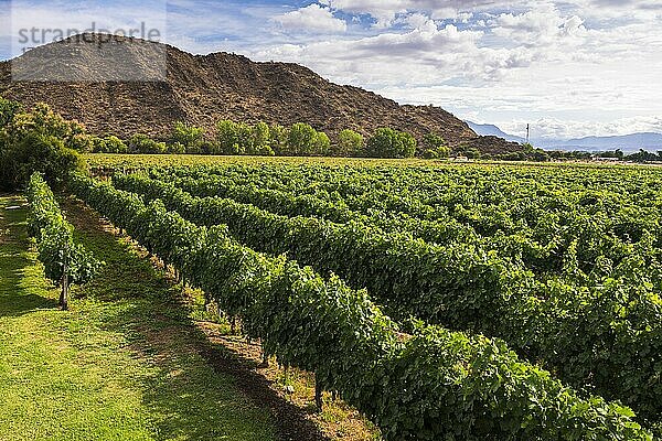 Weinberge im Hotel Viñas De Cafayate Wine Resort?  Cafayate  Provinz Salta  Nordargentinien