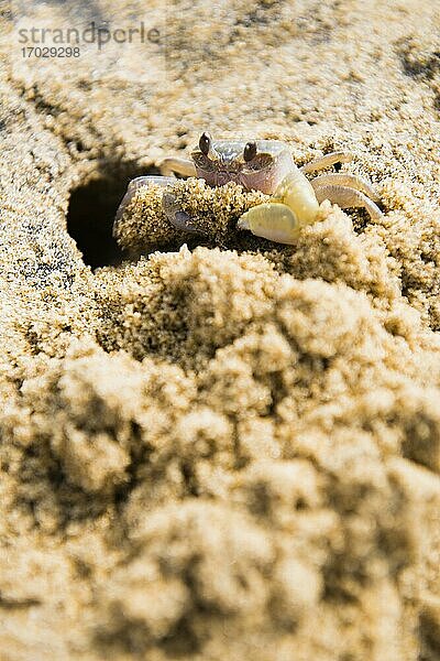 Krabbe am Strand von Negombo  Westküste  Sri Lanka  Asien