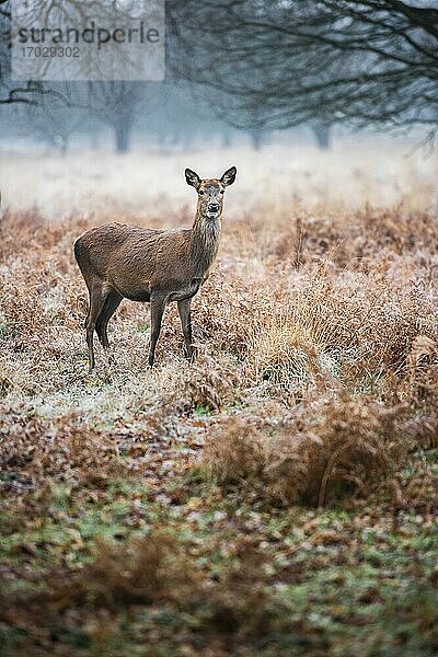 Rothirsch (Cervus elaphus) im Richmond Park  London  England