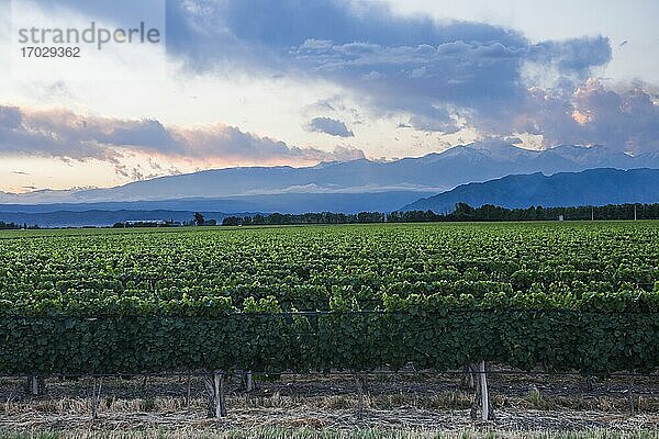 Weinberge und Berge  Mendoza  Provinz Mendoza  Argentinien