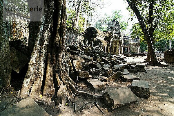 Überwucherte Wurzeln und Ruinen des Tempels Ta Prohm  Angkor  Kambodscha. Ta Prohm wurde im 12. und 13. Jahrhundert erbaut und wurde weitgehend so belassen  wie er vorgefunden wurde. Wenn Sie die berühmt-berüchtigten Tempel sehen wollen  die mit verdrehten alten Baumwurzeln vollgestopft sind  dann sollte Ta Prohm ganz oben auf Ihrer Liste der zu besuchenden Tempel in Angkor stehen.
