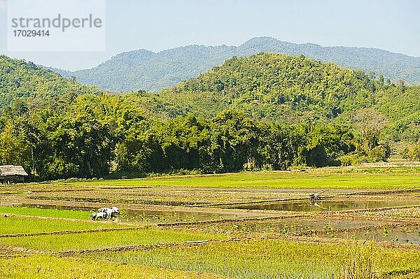 Der Lahu-Stamm pflanzt Reis in den Reisfeldern rund um Chiang Rai  Thailand. Chiang Rai liegt in den Bergen im Norden Thailands. Aufgrund der atemberaubenden Landschaft und der Reisfelder in der Umgebung ist es ein beliebter Ort für Touristen  die an einer Wanderung zu traditionellen Stämmen wie dem Akha-Stamm  dem Lahu-Stamm und dem Hmong-Stamm teilnehmen. Chiang Rai bietet nicht nur die Möglichkeit  die Dorfbewohner bei der Reisernte in den Reisfeldern zu begleiten  sondern auch viele andere Sehenswürdigkeiten wie buddhistische Tempel und Märkte.
