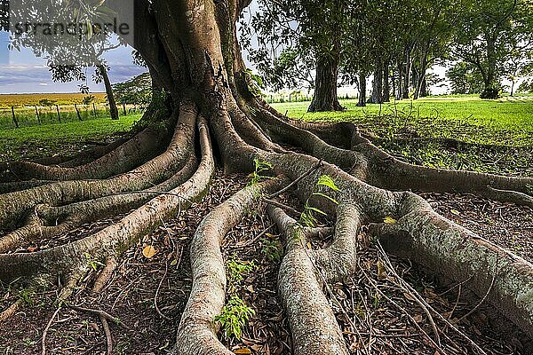 Alter Baum mit verdrehten Wurzeln auf der Estancia San Juan de Poriahu  Ibera Wetlands  einem Sumpfgebiet in der Provinz Corrientes  Argentinien