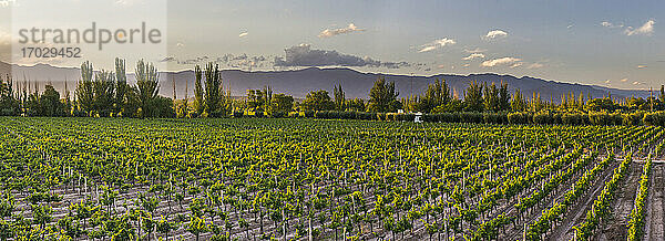 Weinberge im Resort Club Tapiz  einer Bodega (Weinkellerei) im Gebiet Maipu in Mendoza  Provinz Mendoza  Argentinien