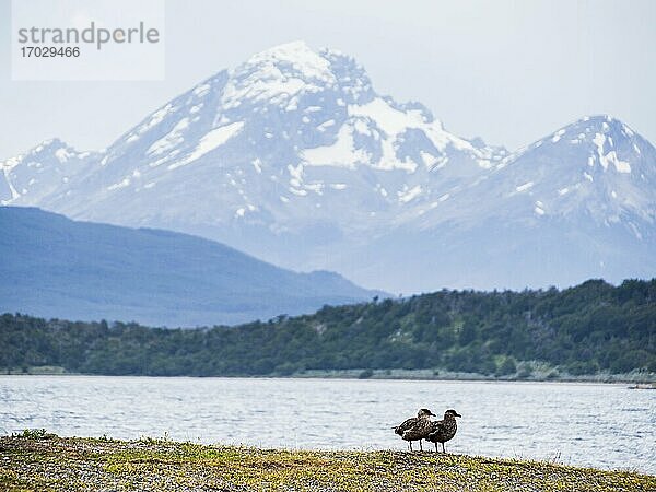 Brauner Skua (Stercorarius antarcticus)  Ushuaia  Feuerland  Patagonien  Argentinien