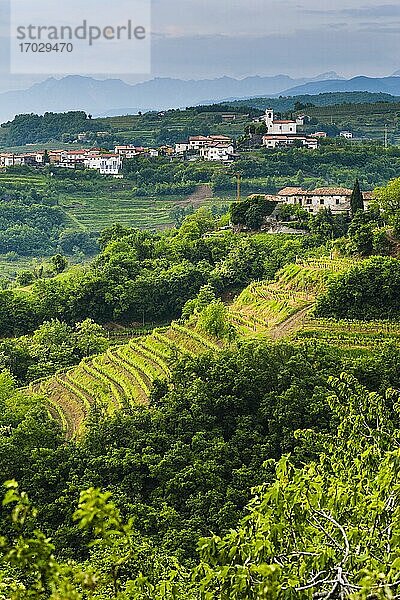 Slowenische Weinberge und die auf einem Hügel gelegene Stadt Vedrijan  Goriska Brda  Slowenien  Europa