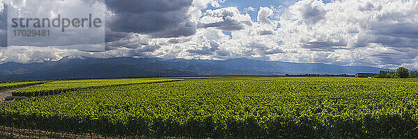 Weinberge im Uco-Tal (Valle de Uco)  einer Weinregion in der Provinz Mendoza  Argentinien