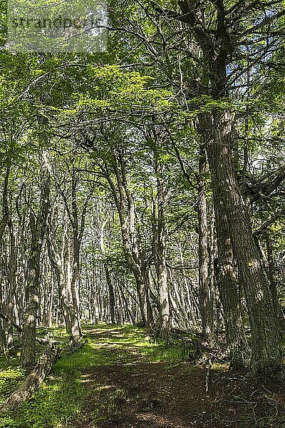 Naturschutzgebiet Arakur  Hotel Arakur Ushuaia Resort and Spa  Ushuaia  Feuerland  Patagonien  Argentinien