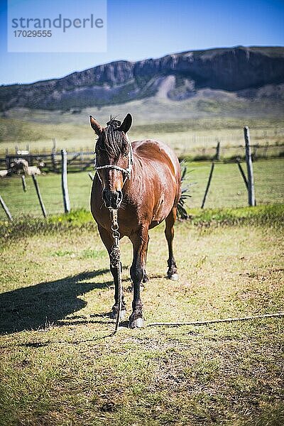 Pferde auf der Farm Estancia La Oriental  Perito Moreno Nationalpark  Provinz Santa Cruz  Patagonien  Argentinien