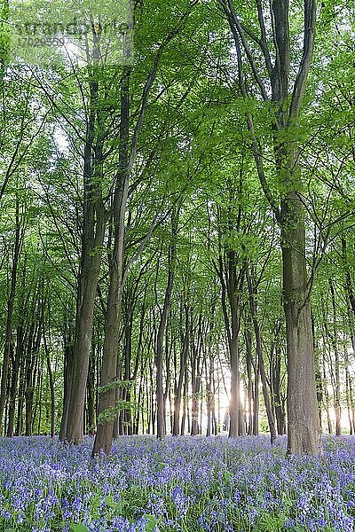 Blauglockenwälder im Frühling  Oxford  Oxfordshire  England  Vereinigtes Königreich  Europa