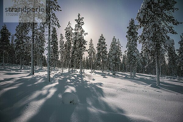 Verschneite Winterlandschaft bei Nacht unter dem Sternenhimmel in Torassieppi  Finnisch-Lappland  Finnland