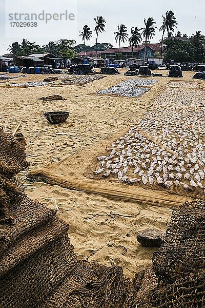 Negombo Fischmarkt  Fischtrocknung auf dem Lellama Fischmarkt  Negombo  Westküste Sri Lankas  Asien