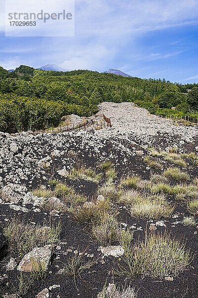 Altes Lavafeld  Vulkan Ätna  Sizilien  UNESCO-Welterbe  Italien  Europa. Dies ist ein Foto von einem alten Lavafeld  Vulkan Ätna  Sizilien  UNESCO-Welterbe  Italien  Europa.