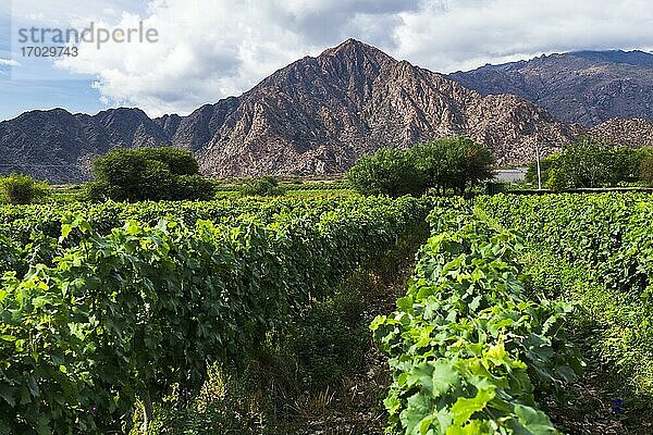 Hotel Viñas De Cafayate Wine Resort?  Cafayate  Provinz Salta  Nordargentinien