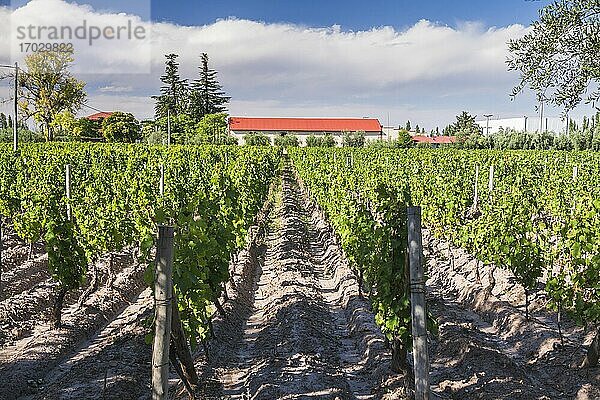 Malbec-Reben in den Weinbergen des Club Tapiz  einer Bodega (Weinkellerei) und Unterkunft in der Gegend von Maipu in der Provinz Mendoza  Argentinien