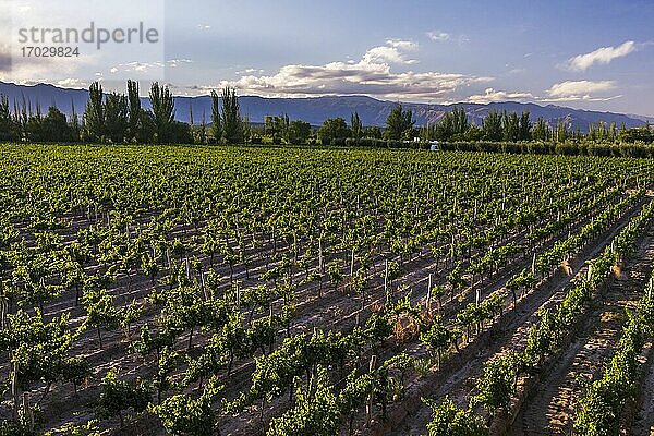 Weinberge im Resort Club Tapiz  einer Bodega (Weinkellerei) im Gebiet Maipu in Mendoza  Provinz Mendoza  Argentinien