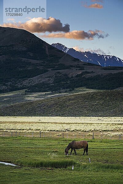 Pferd auf einer Farm auf der Estancia La Oriental  Perito-Moreno-Nationalpark  Provinz Santa Cruz  argentinisches Patagonien  Argentinien