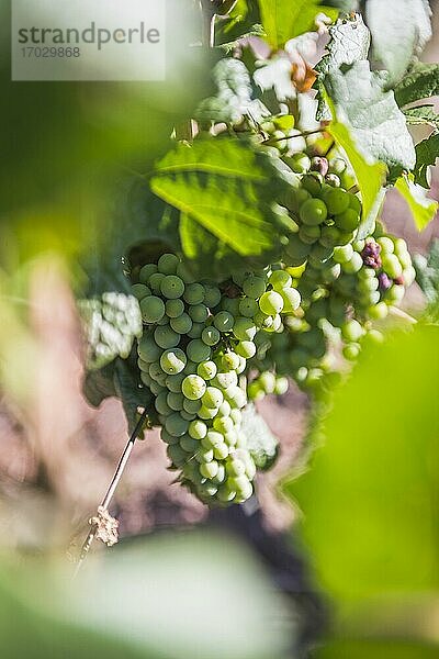 Weintrauben in den Weinbergen des Club Tapiz  einer Bodega (Weinkellerei) und Unterkunft im Maipu-Gebiet von Mendoza  Provinz Mendoza  Argentinien
