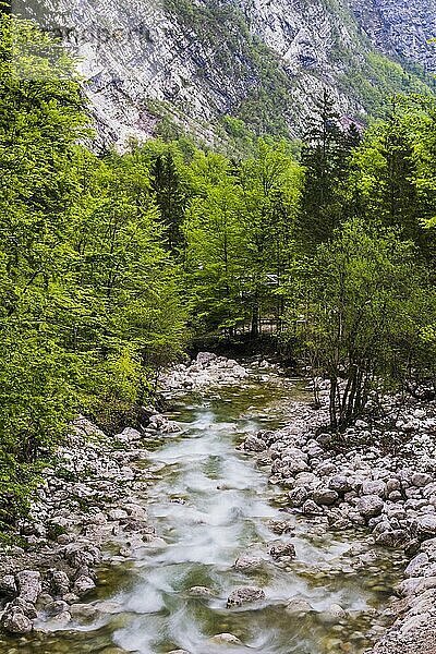 Fluss Bohinj im Bohinjer Becken  Triglav-Nationalpark  Julische Alpen  Slowenien  Europa